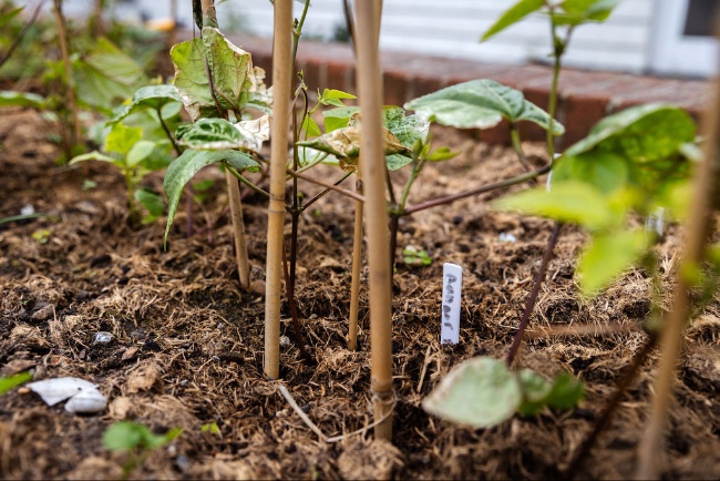 at the vegetable patch