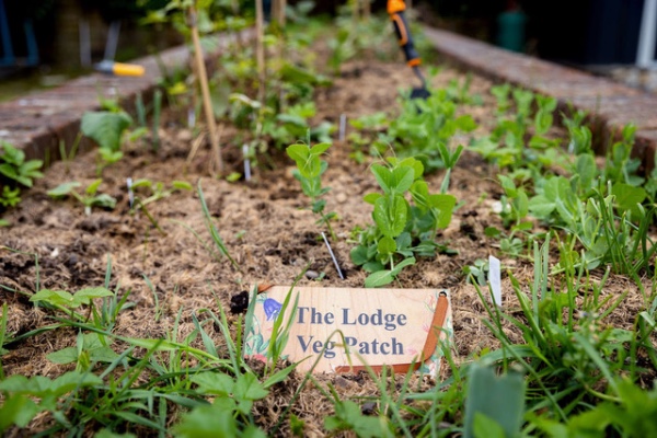 vegetable patch