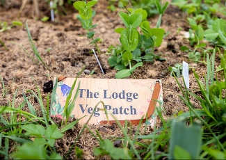 at the vegetable patch